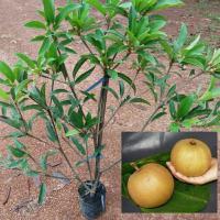 ราคา ต้นละมุดสาลี่ยักษ์ ตอนกิ่ง ขนาด80-100ซม. ผลใหญ่รสหวานกรอบ (23319718824)