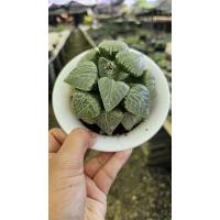 ราคา comptoniana 101 suisho_succulent echeveria haworthia cactus ไม้อวบน้ำ แคคตัส ฮาโวเทีย ไลทอป (28724894871)