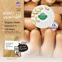 ราคา เมล็ดนำเข้า ฟักทอง บัตเตอร์นัท Butterscotch (Organic F1) Butternut Squash AAS สายพันธุ์นี้มีรางวัล (4815077159)