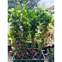 ราคา แก้วเจ้าจอม (แพค 4 ต้น) กิ่งตอนพันธุ์ 6+4 (10ใบ) สูงประมาณ 60-80 ซม. (42813913823)