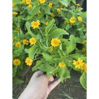 ราคา ต้นกระดุมทอง ช่วยฟอกอากาศ ดอกสีเหลืองสวย ติดดอกทุกต้น (5053803472)