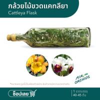 ราคา กล้วยไม้ขวด เพาะเลี้ยงเนื้อเยื่อ สกุลแคทลียา (Cattleya) (5448798332)