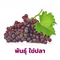 ราคา ต้นองุ่น สายพันธุ์ ไข่ปลา แดงเล็ก ไร้เมล็ด ลำต้นสูง 40-50 ซม (10018617894)