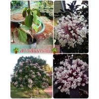 ราคา (ขาย ต้นพันธุ์) ดอก ต้น สาวสันทราย ต้นสาวสันทราย ไม้ไทยดอกหอม (8286918381)