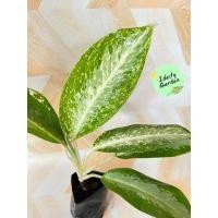 ราคา ต้นบัลลังค์เงิน ต้นไม้มงคลปลูกแล้วจะเรียกเงินเรียกทองเข้าบ้าน และยังฟอกอากาศได้ด้วย #อโกลนีมา (13749848675)