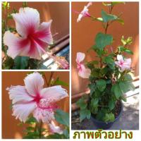 ราคา ขายต้น ดอกชบา ดอกสีชมพู 1 ต้น (ภูริมาศ) (9536811630)