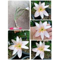 ราคา บัวดิน Giant white สีขาวอมชมพู ชุดละ 2 หัว ขนาดรอบหัว 4-5cm. (633778783)