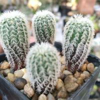 ราคา เฟเรียหนามขาว (ขายเป็นต้นค่ะ) (7507848089)