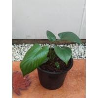 ราคา ต้นว่านเสน่ห์จันทร์แดง เสน่ห์จันทร์แดง เสน่ห์จันทร์ ไม้มงคล ไม้ประดับ ไม้ฟอกอากาศ (15948712304)