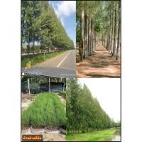 ราคา ตันสนประดิพัทธ์ หรือ ต้นสนปฏิพัทธ์ สนประดิพัทธ์ สนปฏิพัทธ์ Iron Wood Horsetail Casuarina junghuhniana / eertnom (26885154944)