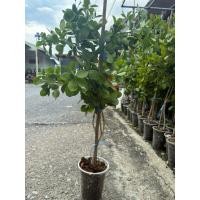 ราคา แก้วเจ้าจอม พันธ์ุ 10 ใบ หรือ 4+6 ใบ กิ่วตอน สูง 60-80 เซนติเมตร (41718669852)