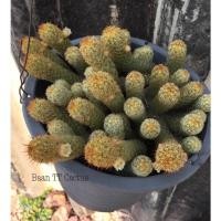 ราคา แมมอิลองกาต้า Elongata /แมมนิ้วทอง,เงิน,นาค (9475330495)