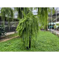 ราคา เฟิร์นสไบนาง 16 นิ้ว (43473018573)