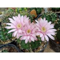 ราคา แคคตัสยิมโน+Lbเชื้อด่าง (11216371880)