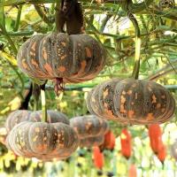 ราคา เมล็ดพันธุ์ บัตเตอร์นัท (Waltham Butternut Squash Seed) บรรจุ 10 เมล็ด คุณภาพดี ราคาถูก ของแท้ 100% (40322391107)