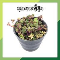 ราคา คุณนายญี่ปุ่น แพรทับทิมดอกชมพูเข้ม กระถาง 3 นิ้ว (พร้อมส่ง!!) ต้นไม้มงคล (12874128817)