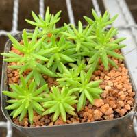 ราคา Sedum Angelina กุหลาบหินนำเข้า ไม้อวบน้ำ​ live Succulents plant (5020274886)