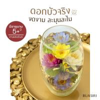 ราคา ดอกบัวจริง 100% ในโหลแก้ว | มีอายุนาน 5 ปี ขึ้นไป ⬆️ (ทรงแจกันแก้ว 7 ดอก) ดอกไม้บูชาพระ ดอกไม้หิ้งพระ ร้านบัวสิริมงคล (25769606328)