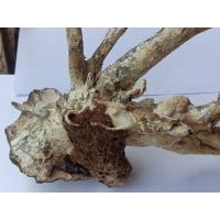 ราคา กัลปังหาแท้ เก่า จากบ้านๆ ยาวประมาณ 9.5 นิ้วชิ้นใหญ่ทนสิทธิ์ในตัว (10496154290)