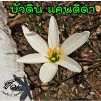 ราคา บัวดิน ขาว candida แคนดิด้า แคนดิดา บัวดินสีขาว หัวบัวดิน ดอกบัวดิน ต้นบัวดิน Rain Lily Rain Lilies Zephyranthes บัวดิน (5403088591)
