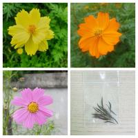 ราคา เมล็ดดอกดาวกระจาย สีเหลือง สีส้ม สีชมพู 1 ชุด 20 เมล็ด (5161162507)