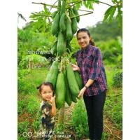 ราคา เมล็ดมะละกอพันธุ์​แขกนวลดำเนินต้นเตี้ย​ 1000​ เมล็ด​ พร้อมส่ง (8615802672)