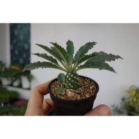 ราคา ต้นมะพร้าวทะเลทราย Dorstenia hybrid (16572126904)