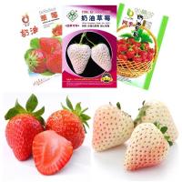 ราคา เมล็ดสตรอเบอรี่ญี่ปุ่นแดงนมเมล็ดนำเข้าแท้สตรอเบอรี่เมล็ด (9952348695)