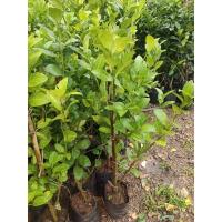 ราคา ต้นมะนาวแป้นพิจิตร 1 แบบกิ่งตอน100ซม. (14495391504)