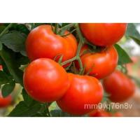 ราคา เมล็ด กฎทานตะวันเทศสีแดง (ไม่แน่ใจ) 50เมล็ดผลไม้ Heirloom Garden Vegetables ทานตะวัน (19477123657)
