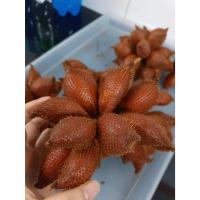 ราคา ต้นพันธุ์ สละสุมาลี สละพันธ์สุมาลี ต้นเพาะเมล็ด ถุงดำพร้อมปลูก 59 บาท รสชาติหวาน กลิ่นหอมสดชื่น เนื้อแน่น (24272768172)