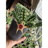 ราคา เก๋งจีน แคตัส กระบองเพชร ... (18666911562)