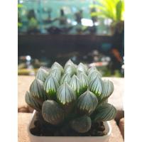 ราคา ฮาโวเทีย, Haworthia BLACK OBTUSA (5736413325)