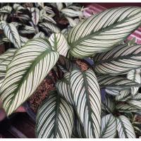 ราคา คล้าขุนแผนเรียกทรัพย์ (10107911051)