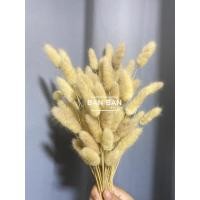ราคา ดอกหางกระต่าย หญ้าเเห้งธรรมชาติ ดอกหญ้าหางกระต่าย หญ้สหางกระต่าย ดอกหางกระต่าย หางกระต่าย ตกเเต่ง ถ่ายรูป พร็อบ (21544279864)