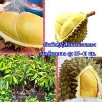 ราคา (1 ต้น)ต้นพันธุ์ทุเรียนหมอนทองจากอุตรดิตถ์ Durain Mongthong (ทุเรียนหมอนทอง)ต้นเสียบยอดสูงประมาณ35-40ซม. [1กล่อง/1ต้น] (5489969335)