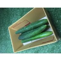 ราคา แตงกวาญี่ปุ่นสด - แตงกวายาว ผักผลไม้ (41509608532)