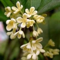 ราคา Treeno.9 T103 ดอกหอมหมื่นลี้ กลิ่นหอมมาก (Fragrant Tea Olive) กระถาง 8 นิ้ว / สูง 50-60 ซม. (19677038673)