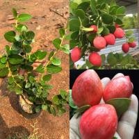 ราคา ต้นมะม่วงหาวมะนาวโหญี่ปุ่น กิ่งชำ รับประกันสายพันธุ์แท้ (24720194807)