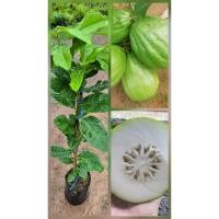 ราคา ต้นมะนาวยักษ์หวานกินเปลือก ลูกใหญ่ๆ กินเปลือกหวานกรอบ สูง 60-70ซ.ม แบบกิ่งตอน (42461244477)