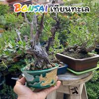 ราคา ต้นเทียนทะเลเพาะเมล็ดอายุประมาณ 1-3 ปี สำหรับทำบอนไซ เป็นไม้อนุรักษ์ (20891156275)
