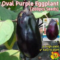 ราคา มะเขือม่วงยักษ์ (200เมล็ด/ซอง) เมล็ดพันธุ์ มะเขือม่วงยักษ์ Big Purple Eggplant Seeds Vegetables Seeds มะเขือยาวอ้วน (26730394774)