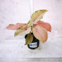 ราคา (เลือกได้) ต้นออมชมพู (Pink Syngonium) ต้นไม้มงคล ในกระถาง 4 นิ้ว (6267625141)