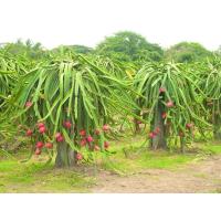 ราคา กิ่งแก้วมังกร กิ่งพันธุ์แก้วมังกร ถอนส่งแบบมีรากแล้วค่ะ K05 (27455913949)