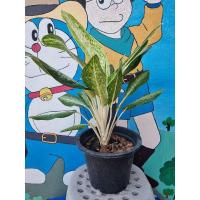 ราคา บัลลังค์เงิน ต้นใหญ่ใบสวย กระถางใหญ่ ลดราคาถูกมากๆๆ (13375817466)