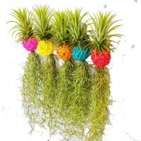 ราคา เคราฤาษี หนวดฤาษี บอลหวาย ทิลแลนเซียสีแดง พร้อมออกดอก สวยๆราคาถูก ตรงปก (10085650770)