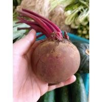 ราคา ต้นพันธุ์ บีทรูท (Beetroot) ถุงดำพร้อมปลูก 29 บาท บีทรูท หรือ ผักกาดฝรั่ง สีแดง บีทรูทเป็นพืชที่ดีต่อสุขภาพผิว (43720936078)