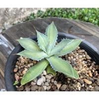 ราคา อากาเว่agave isthmensis'becky (10196541151)