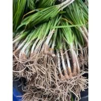 ราคา ต้นพันธุ์กุยช่าย กุยช่าย ผักแป้น 25 ต้น (42065156069)