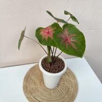 ราคา บอนช้างเผือกใบบัว+แถมกระถาง+เม็ดป๊อปเปอร์ตกแต่ง (12535930539)